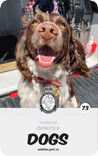 dog card : Ozzie
